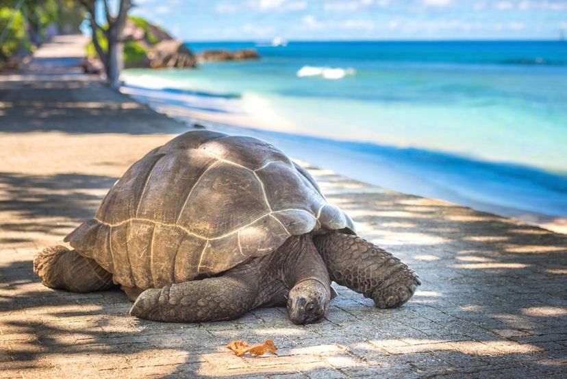 Aldabra Atoll