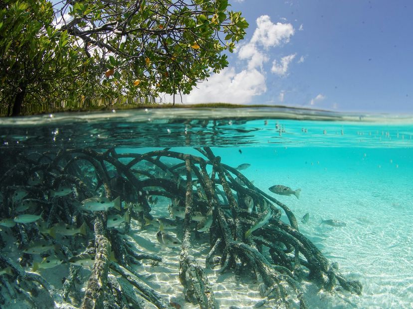 Aldabra Atoll