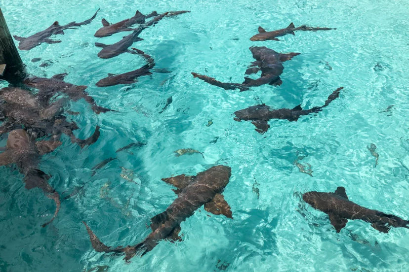 Compass Cay