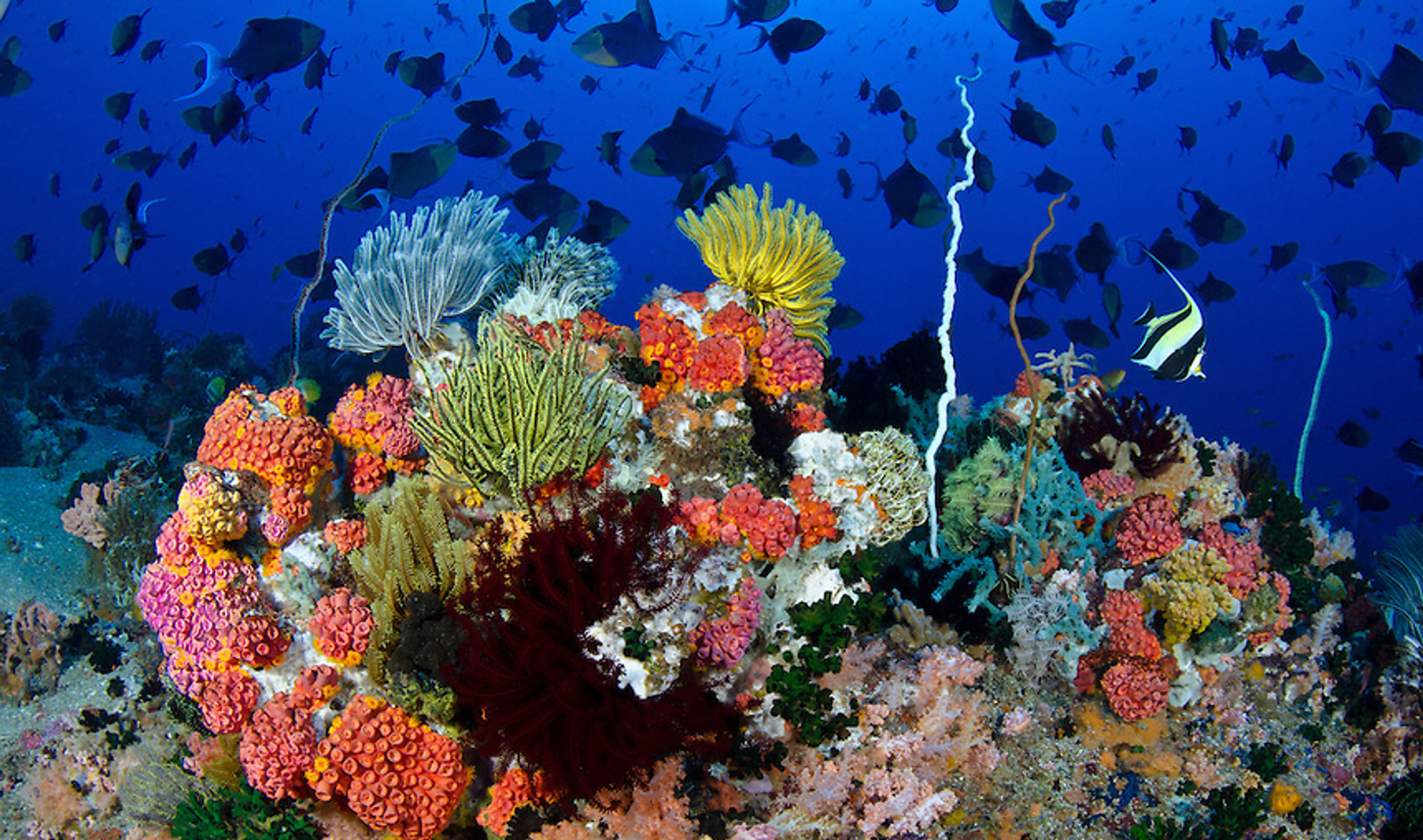 Apo Reef in barca: il parco marino delle Filippine