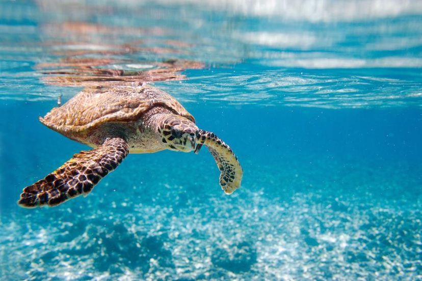 Tobago Cays