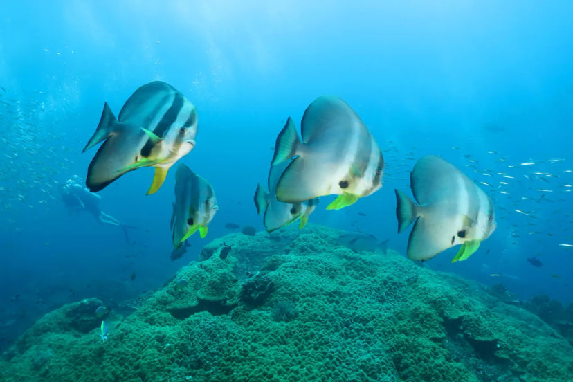 Similan Islands