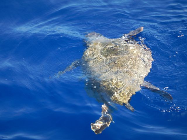 NAXOS SAILING TOURS NAXOS SAILING TOURS