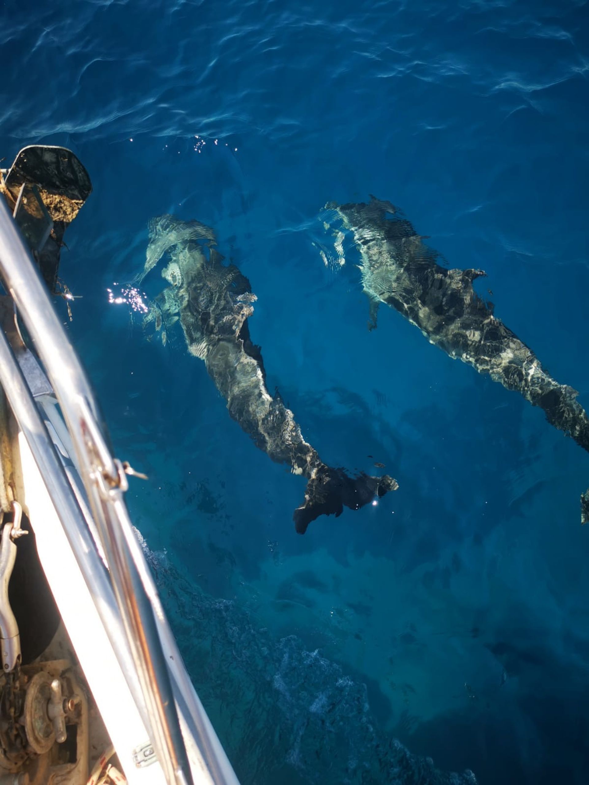 4339841036303853_dolphins2.JPG