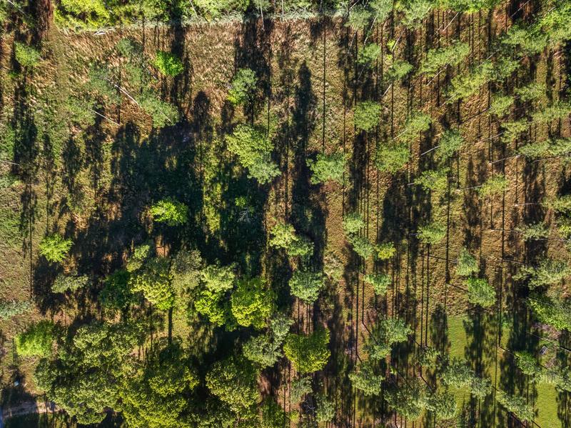 Overhead drone view looking straight down onto the pine tree canopy on the 23 McBriar lot in Purvis, Mississippi
