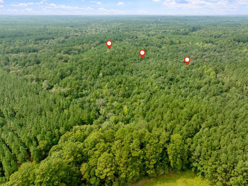 Wide aerial photograph across the Davis Road woodland with three location markers and surrounding trees