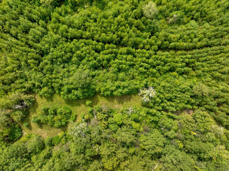 Overhead aerial view of planted pines, mixed vegetation and ground cover on the Davis Road tract