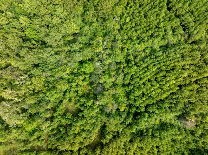Aerial view looking down on rows of pine trees and neighboring woodland