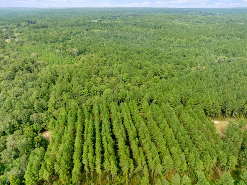 Angled aerial photograph of planted pine rows on Davis Road with woodland extending toward the horizon