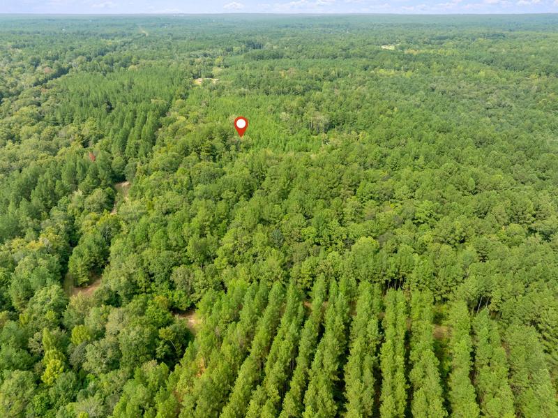 High aerial view across planted pine rows and mixed woodland on Davis Road