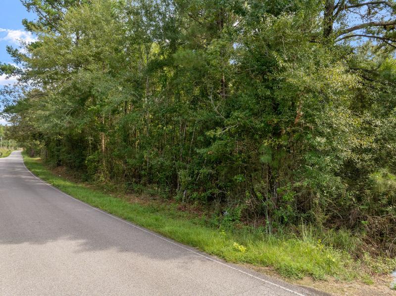 View along paved Davis Road beside a dense tree line
