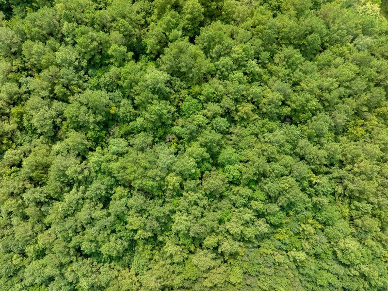 Overhead photograph of green tree canopy on the Davis Road wooded tract