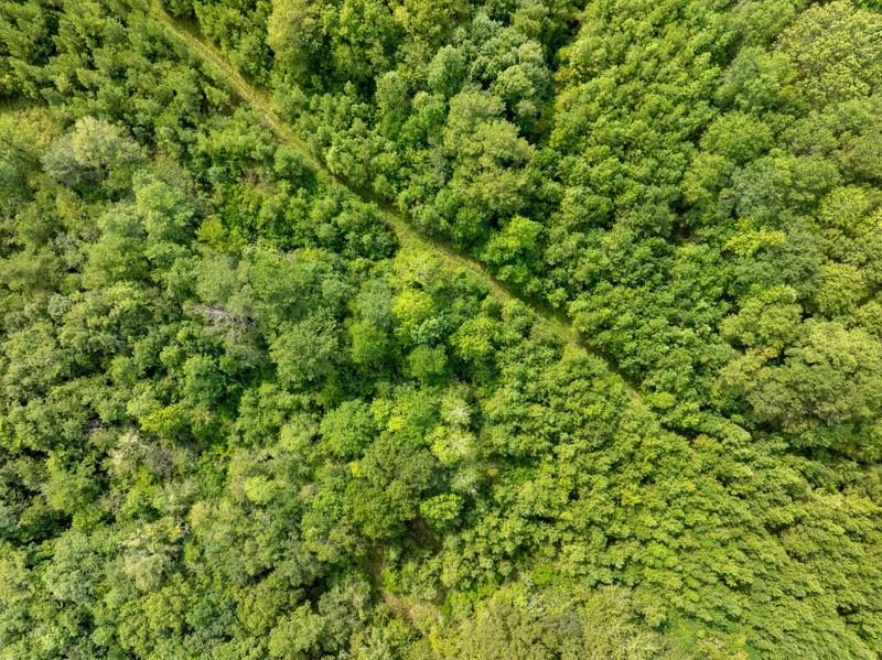 Aerial view of mixed leafy trees and pines covering the Davis Road land
