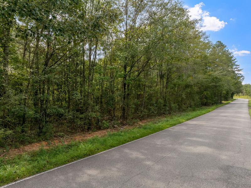 Pines and leafy trees along the paved road with blue sky above