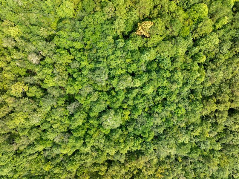 Overhead view showing the varied green canopy of the Davis Road property