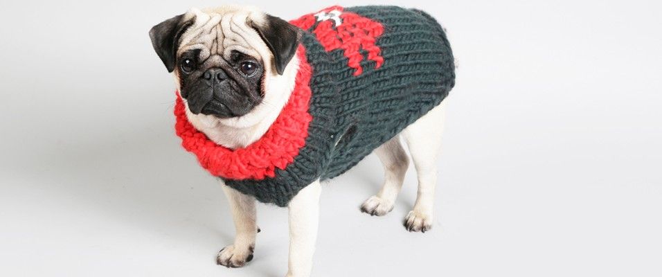 Hot Dawg Dog Sweater Free Knitting Pattern Wool And The