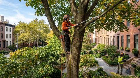 Tree Trimming