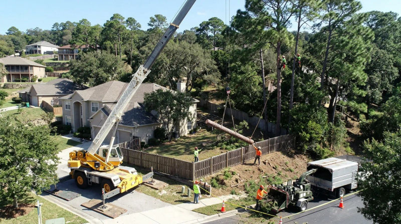 Top-Rated Tree Service & Arbor Care in Clermont, FL