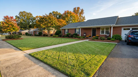 Alexander City Lawn Thinning Case Study: From Matting to Airflow