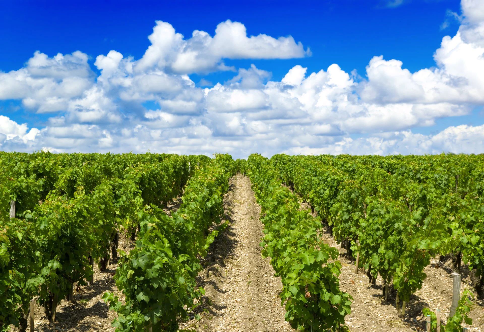 Bordeaux_regiune_viticola