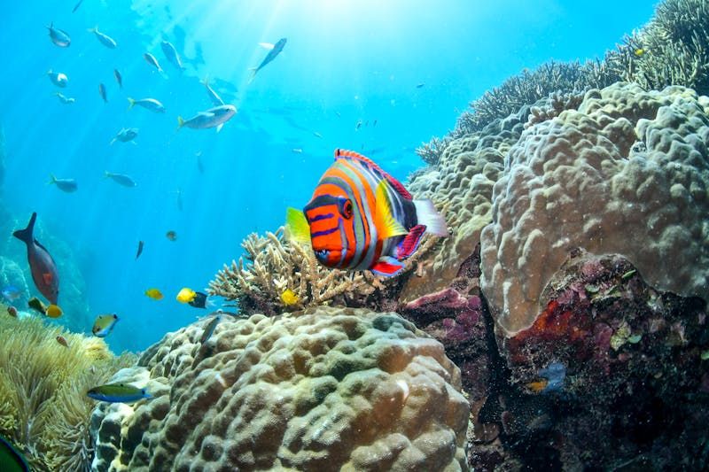 croaziera Australia - pesti, mare.LTS