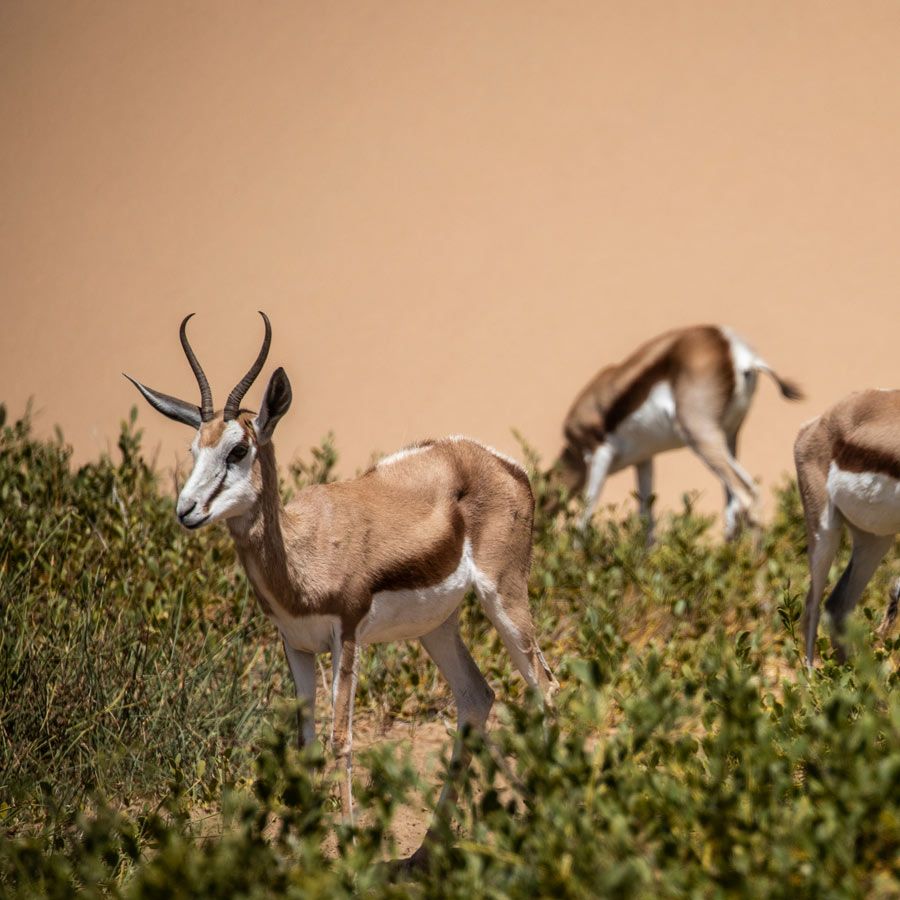 croaziere in Africa, Namibia