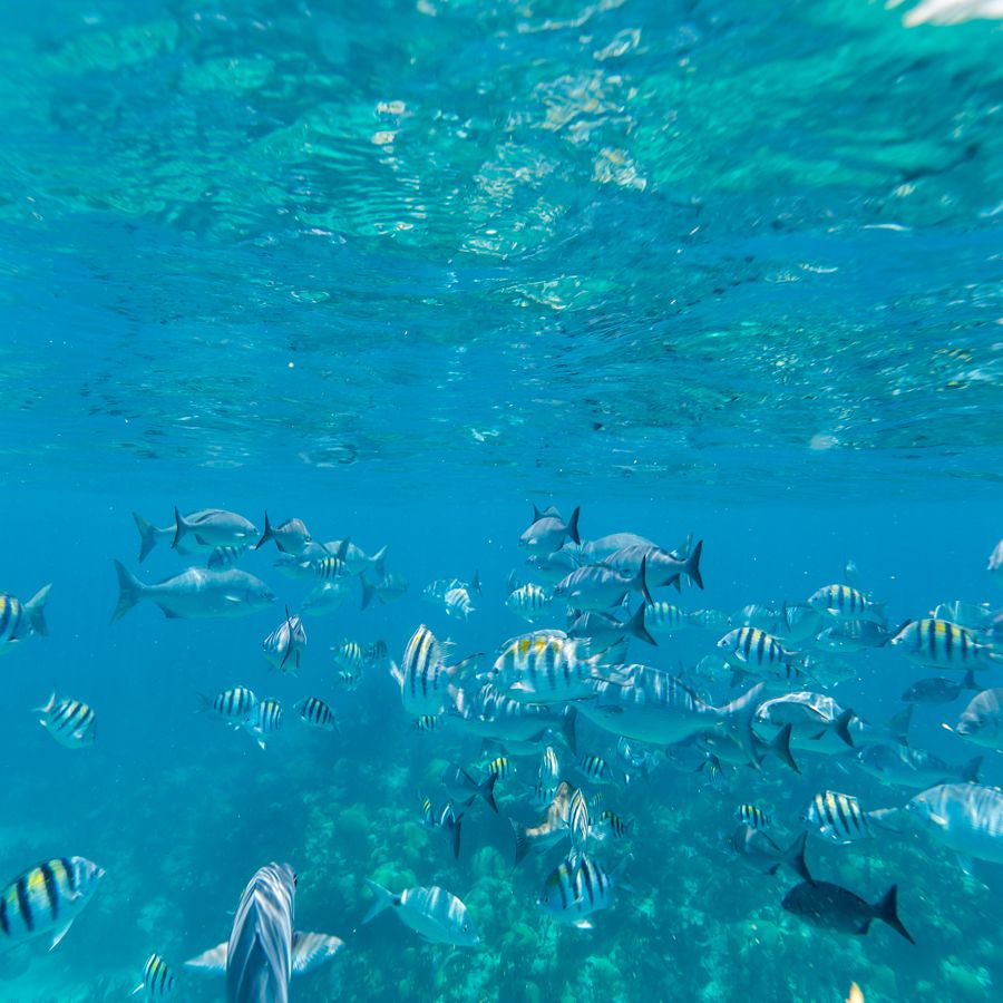 Croazieră în Pacificul de Sud