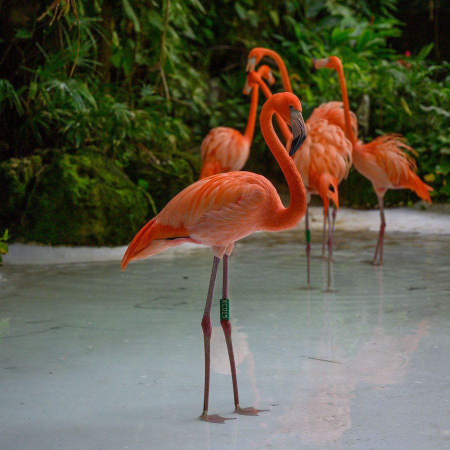 Croazieră în Costa Rica, Panama, Columbia si Caraibele de Sud