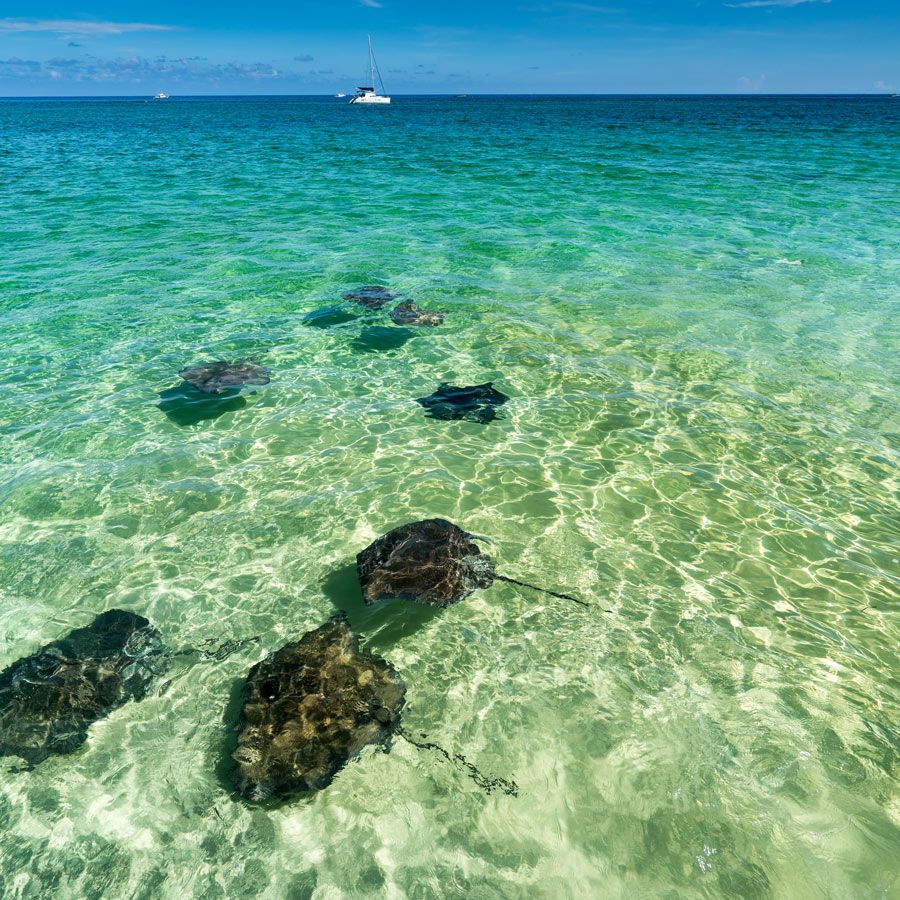 Croaziera San Juan, Puerto Rico, St. Thomas, St. George’s, Grenada, 7 nopti, februarie 2027, Vision of the Seas, Royal Caribbean International®