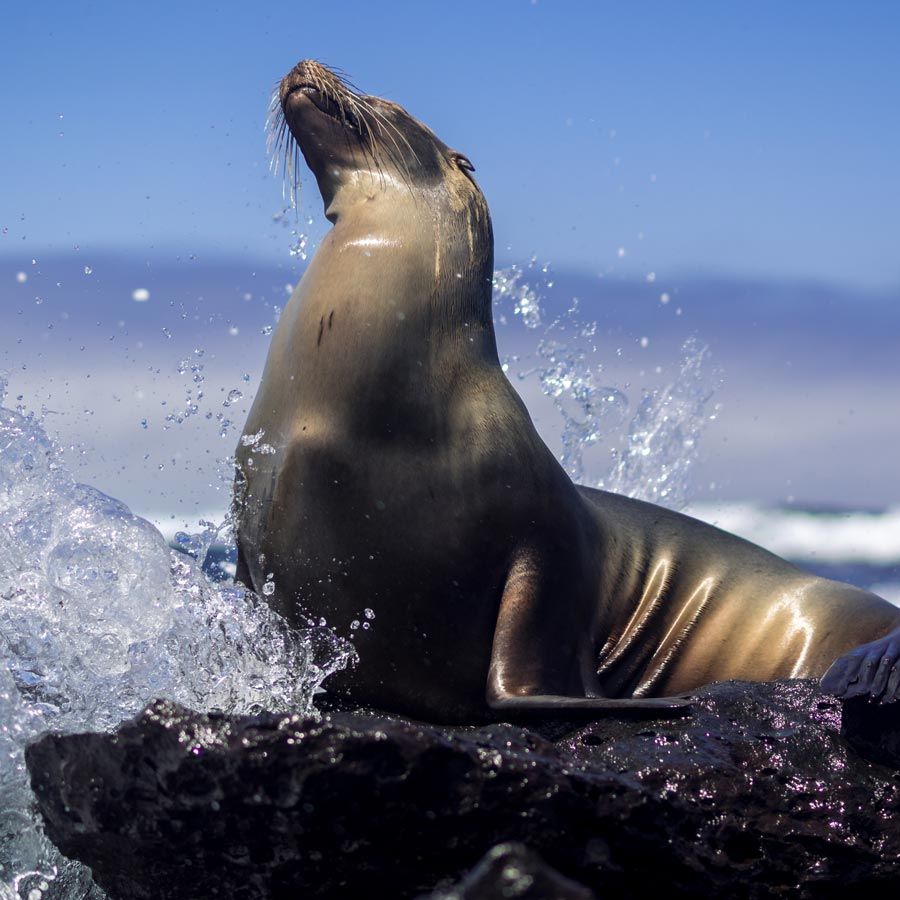 Croazieră în Galapagos