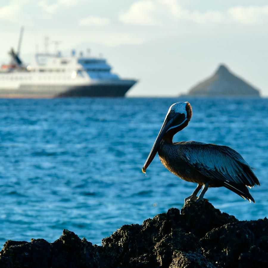 Croazieră în Galapagos