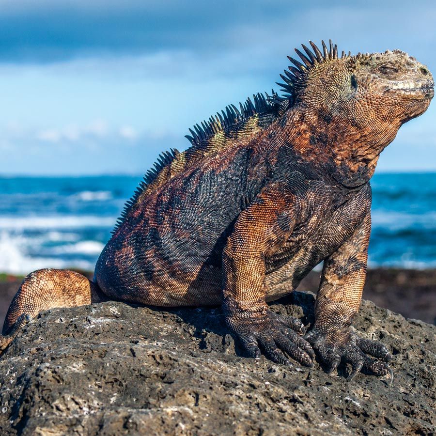 Croazieră în Galapagos