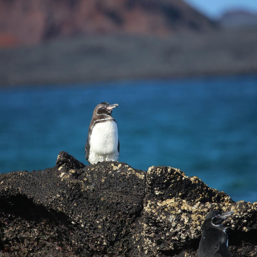 Croazieră în Galapagos