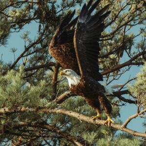 Vulturi in Alaska