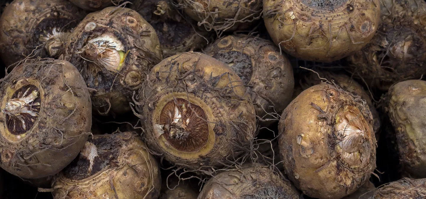 Glucomannan: En naturlig lösning för viktminskning och hälsa