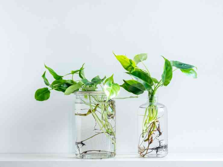 Floating Greenery: Money Plant Decor Ideas for a Soothing Ambiance