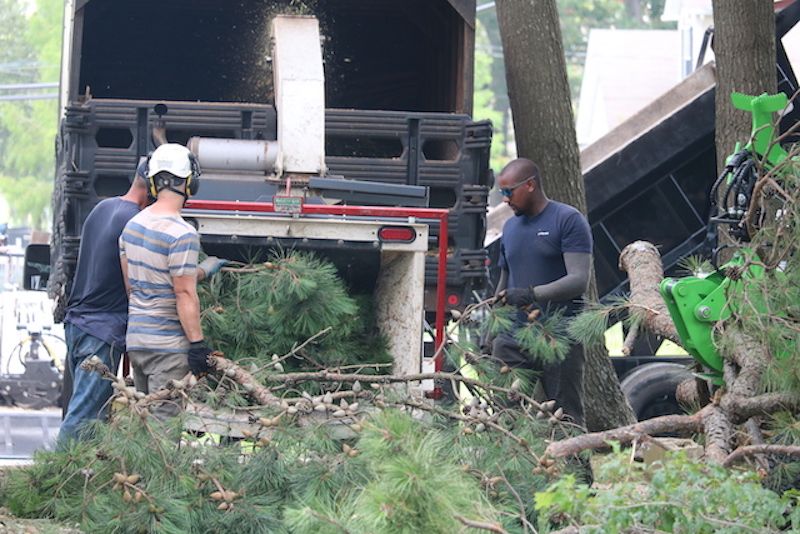tree service