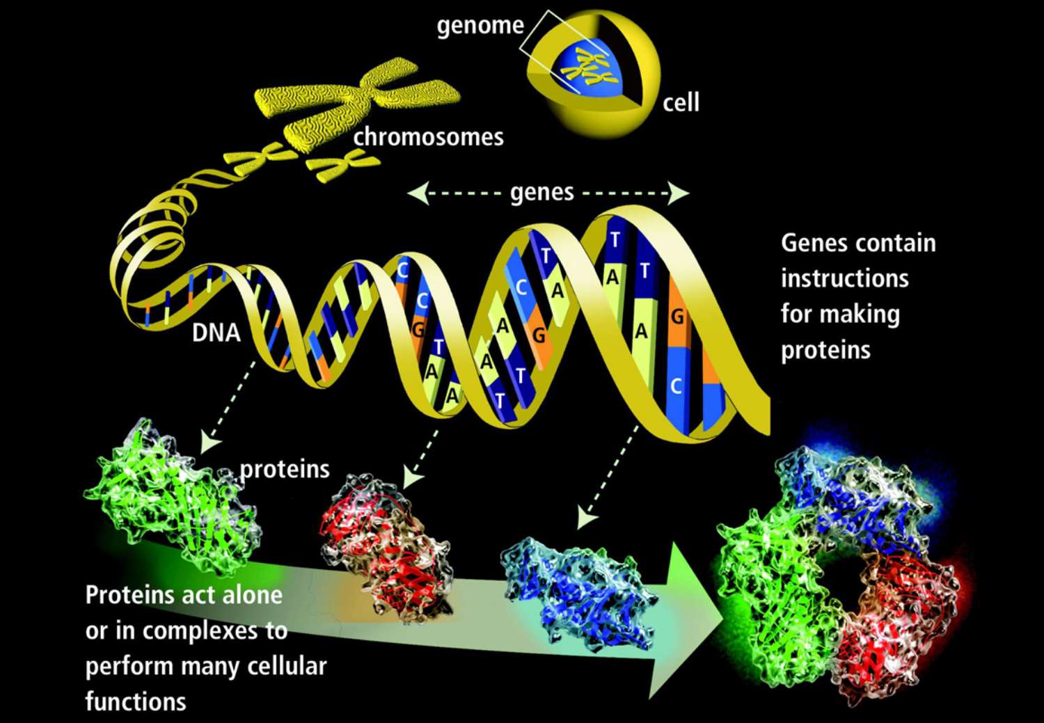 The Basics of Genetics