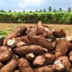 கிழங்குகளும்… பயன்களும்…