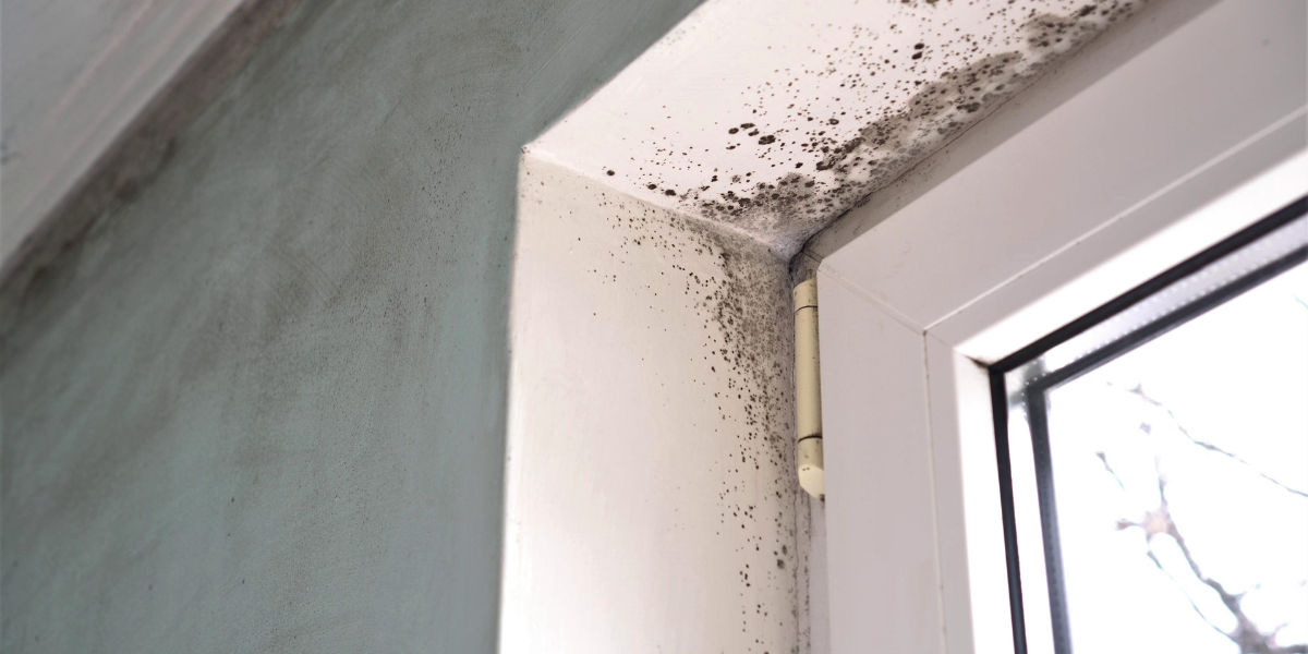 Best Bathroom Mold Cleanup in Macedon, NY