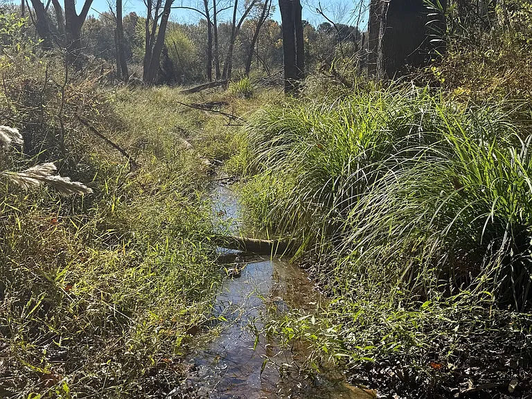 Powder Creek Branch running through wooded property