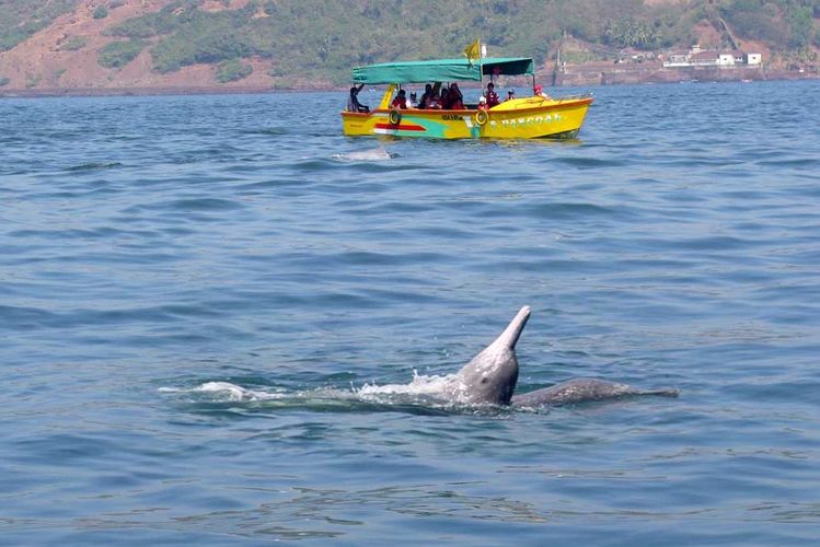 Dolphin Sightseeing Boat Tour