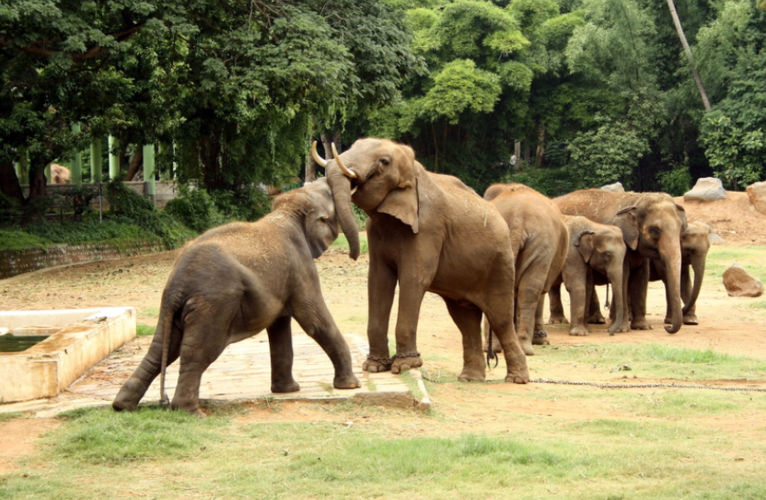 Karnataka Wildlife Safari Tour
