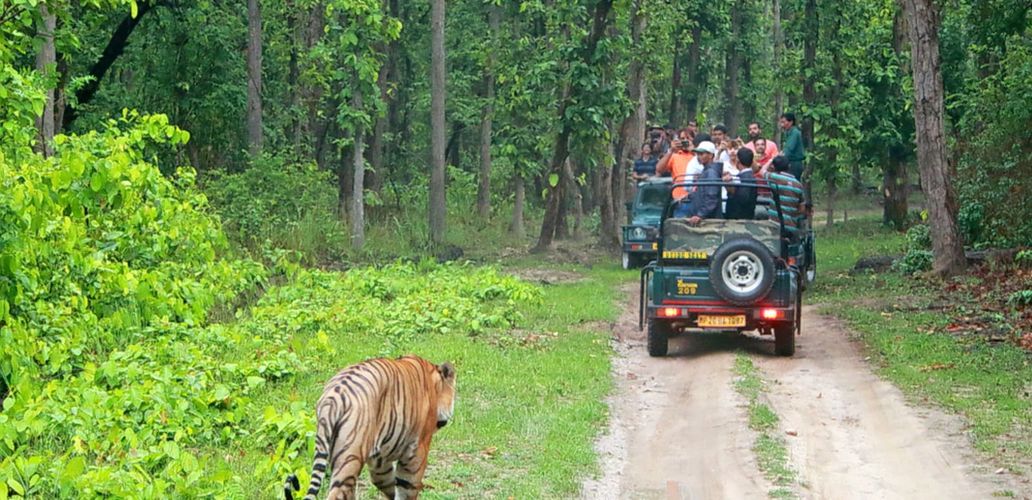 bandipura-national-park