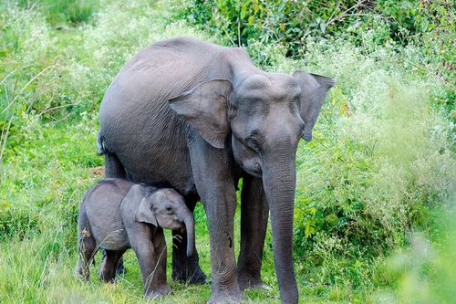 bandipur