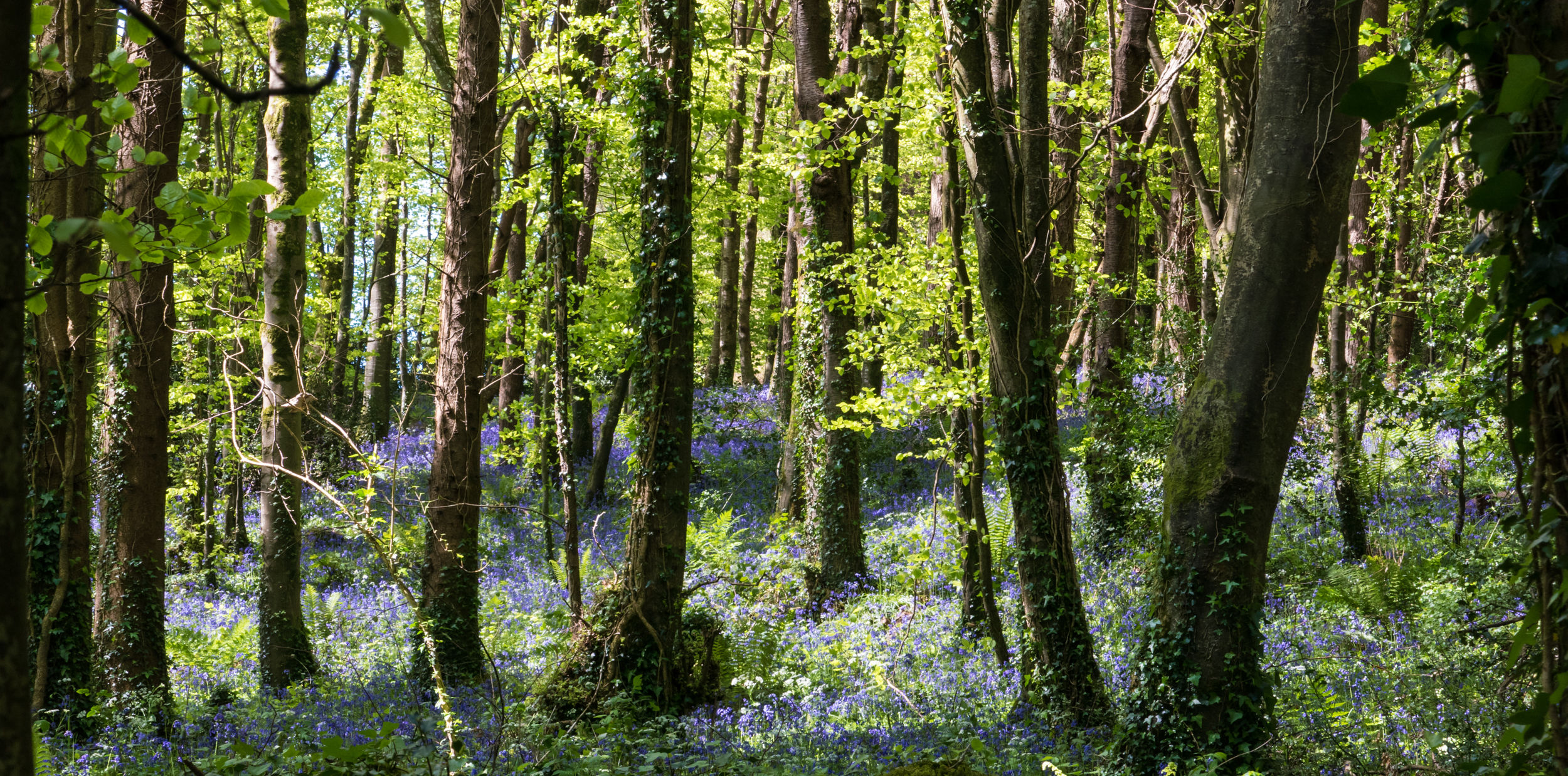 Daniel Burge Wild Communion plant medicine. Photo of Bluebells.