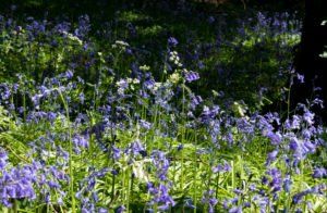 Daniel Burge Wild Communion plant medicine