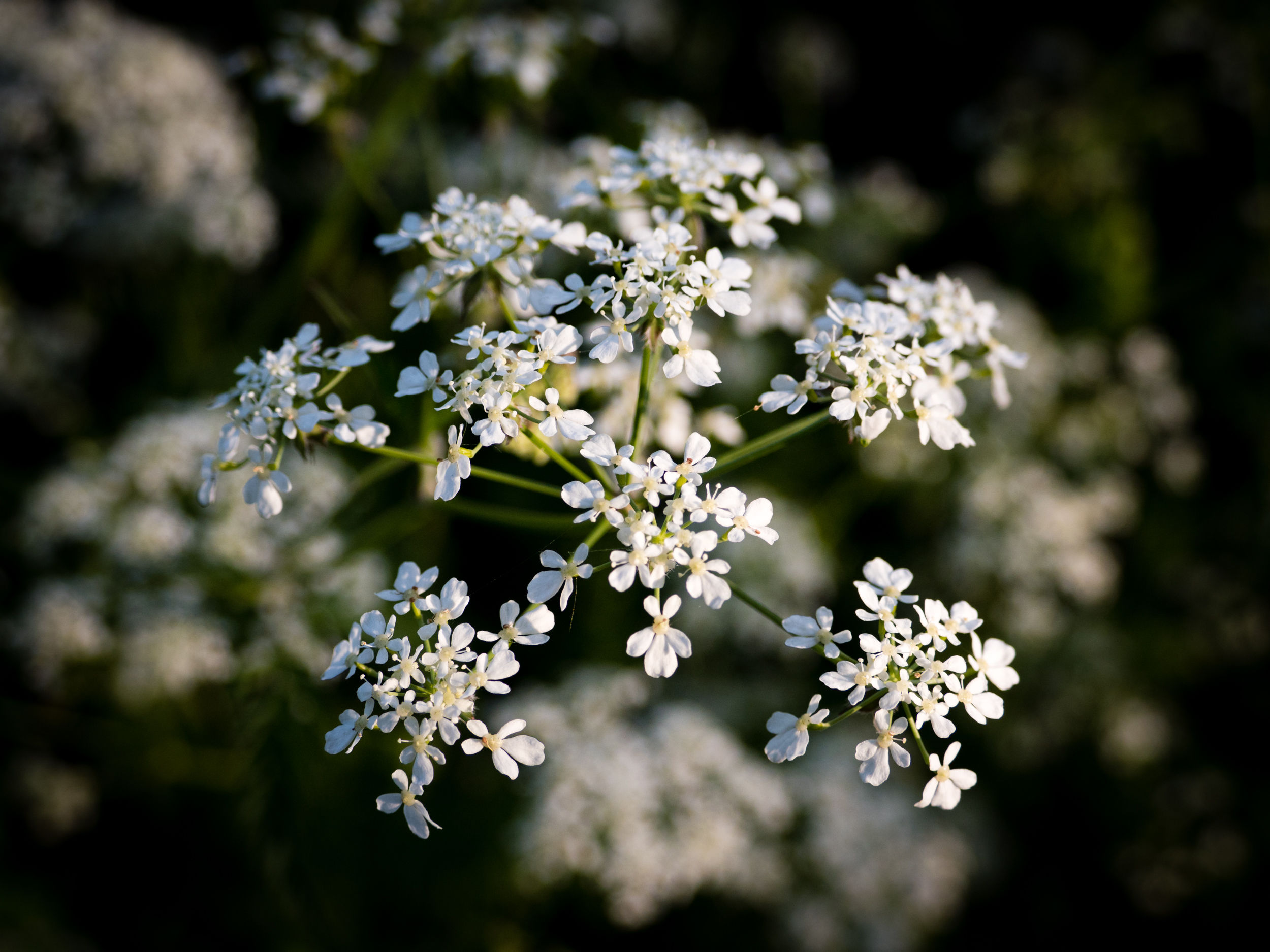 Daniel Burge Wild Communion plant medicine. Photo of Cow Parsley