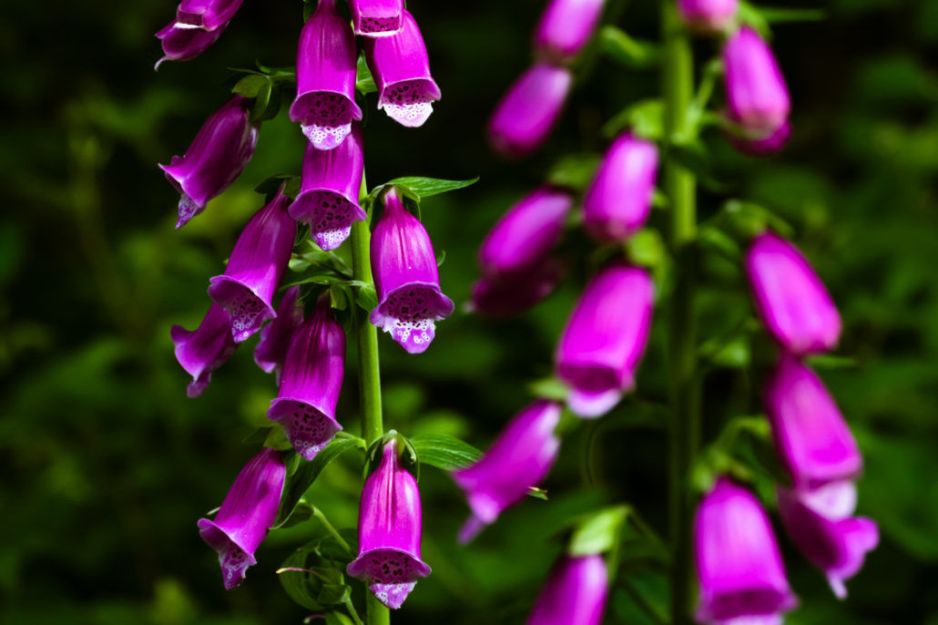 Daniel Burge Wild Communion plant medicine. Photo of Foxglove Digitalis Purpurea