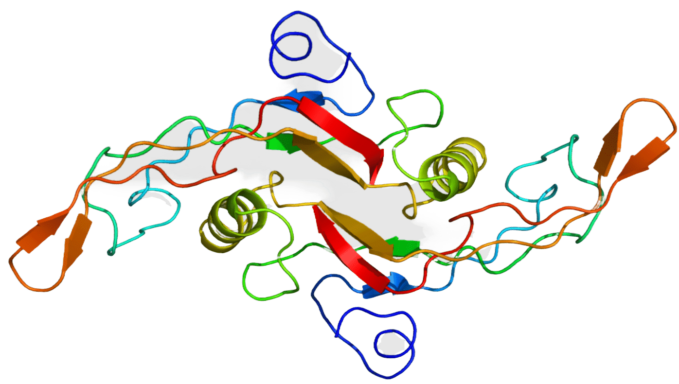 Human TGF beta 1 (Transforming growth factor beta 1) His-Tag GMP Grade Recombinant Protein